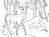 Deer coloring Pages  ColoringLib sketch template