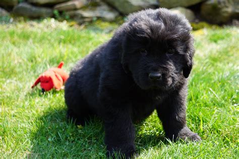 AKC Registered Newfoundland Puppy For Sale Fresno Ohio Male Jet – AC ...