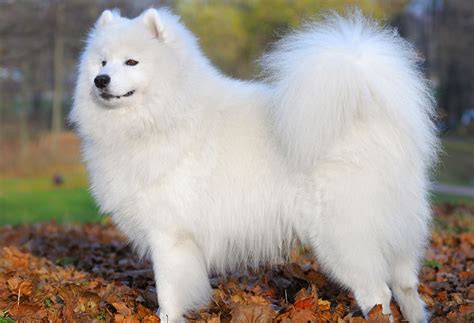 29 Fluffy Dog Breeds (Big and Small Breeds) - PlayBarkRun