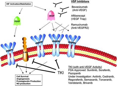 Effects of Novel Angiogenesis Inhibitors for the Treatment of Cancer on the Cardiovascular ...