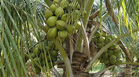 Coconut cultivation in Karnataka state - Coconut Seller India