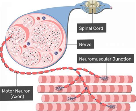 6 Ways To Stop Your Muscle Twitching | Burnaby Physio