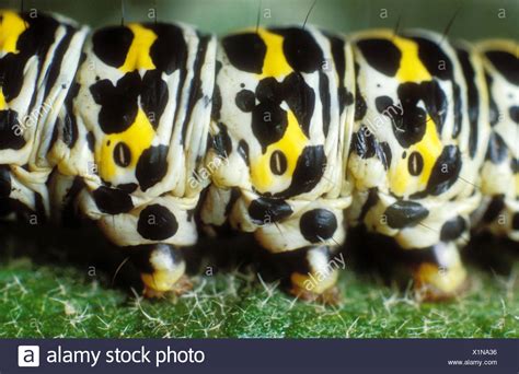 Spiracles Stock Photos & Spiracles Stock Images - Alamy