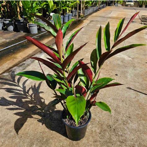 Alpinia Caerulea Red Back | Sunshine Coast Plants