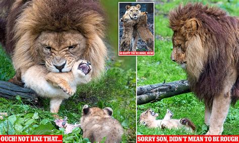 African Lion Cubs With Mother