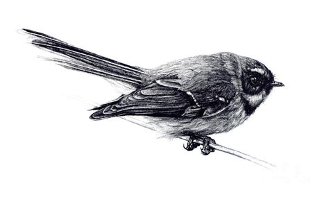 Fantail Drawing by Malcolm Bowling