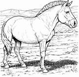 Printable Coloring Pages Of Horses sketch template