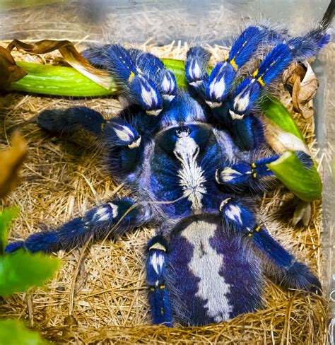 Blue Tarantulas | Keeping Exotic Pets