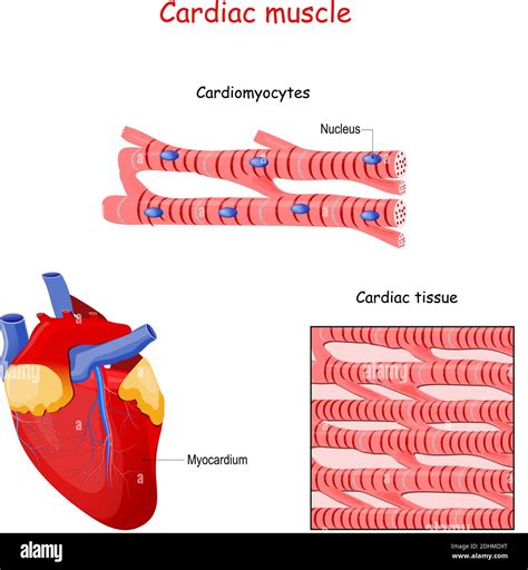 Structure of Cardiac muscle fibers. anatomy of cardiomyocyte ...