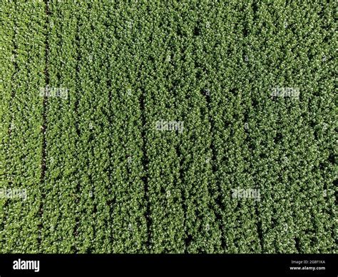 Top view of a potato field Stock Photo - Alamy