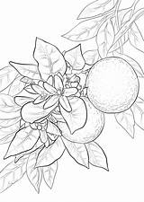 Orange coloring Pages To Download And Print For Free sketch template