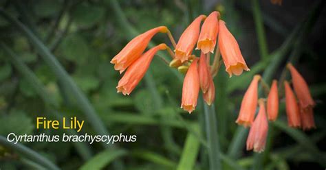 Fire Lily: How To Grow And Care For The Cyrtanthus