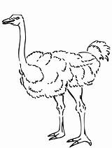 Curious Ostrich Coloring Page  Free Printable Pages For Kids sketch template