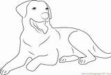 Dog Catcher Coloring Pages sketch template