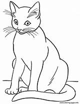 Printable Realistic Cat Coloring Pages sketch template