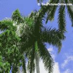 Palm Tree, A Palm Photo | TreePicturesOnline