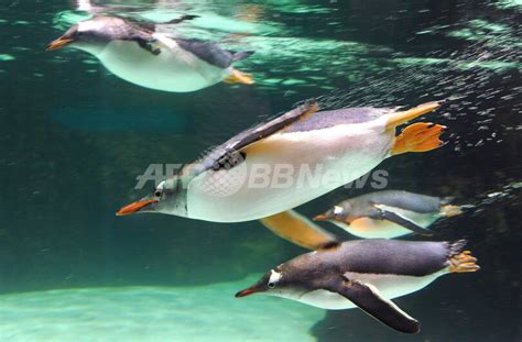 南極気分でスイスイ、豪メルボルン水族館のジェンツーペンギン 写真8枚 国際ニュース：AFPBB News