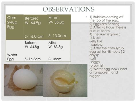 Egg In Vinegar Experiment Observations