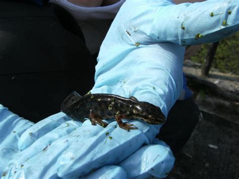 Wildlife In Newham: Smooth Newts Breeding at Beckton Pond