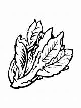 Lettuce coloring pages sketch template