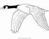 Flying Goose Coloring Page sketch template