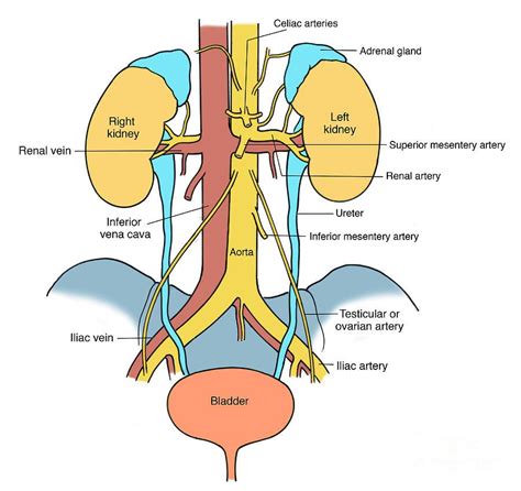 urinary | Anatomy models, Anatomy models labeled, Medical posters