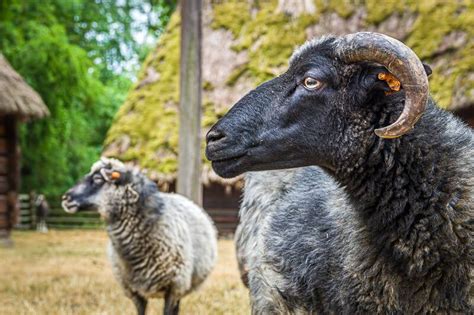 Skansen in Stockholm - Open-Air Museum in the Swedish Capital – Go Guides