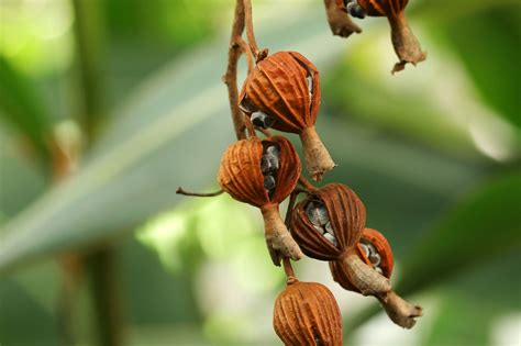 Pin by arnaldo artigas on sementes | Seed pods, Seed starter, Seeds