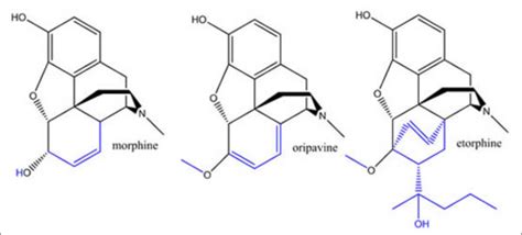 By using the diagram below show ETORPHINE after it | Chegg.com