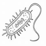 Coloring Biology Prokaryotes Cell Sheet Eukaryote Science Prokaryote  sketch template