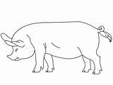 Dibujos De Cerdo Para Colorear E Imprimir– ColoringOnlyCom sketch template