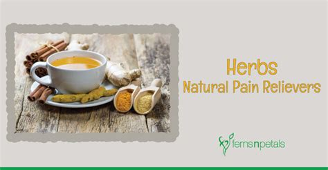 Herbs that are Natural Pain Relievers - Ferns N Petals