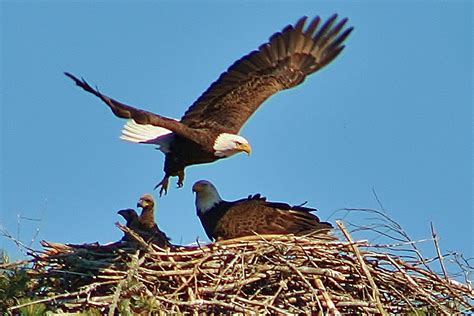 Eagle Baby Reveal | TAMRA WIGHT – Children's Author