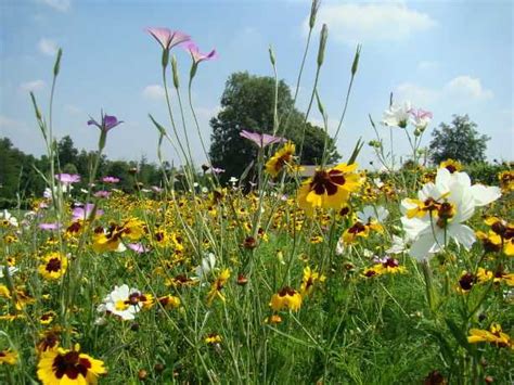 Coltivare un prato fiorito - Idee Green