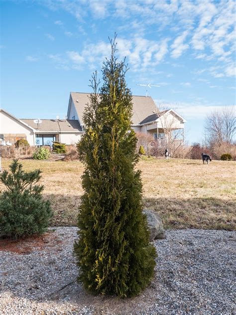 Arborvitae Varieties and Basic Care (With Pictures) | Easy Way To Garden