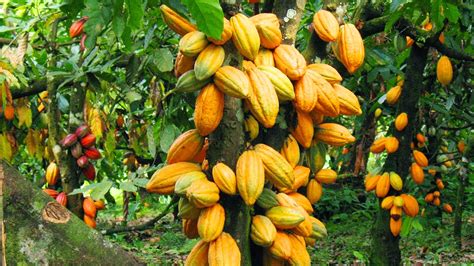 Nigeria Cocoa Processing Market Report 2021 Industry Insights, Share ...