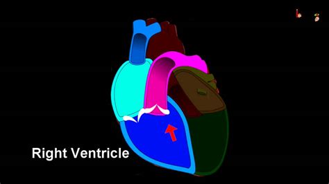 Science - Human Circulatory System - 3D animation - English - YouTube