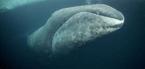 Bowhead Whales Like to Exfoliate, Too | Hakai Magazine