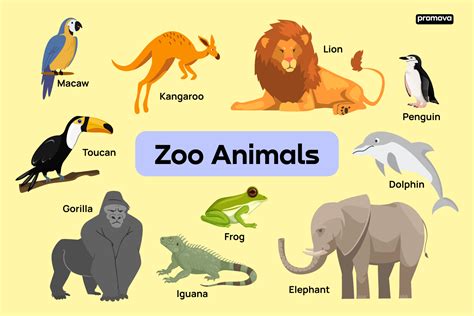Zoo Animals Vocabulary With Definitions