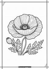 Free Printable PDF Poppy Coloring Pages  Flower Page sketch template