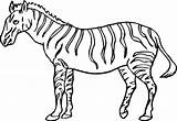Cute Zebra Coloring Pages sketch template