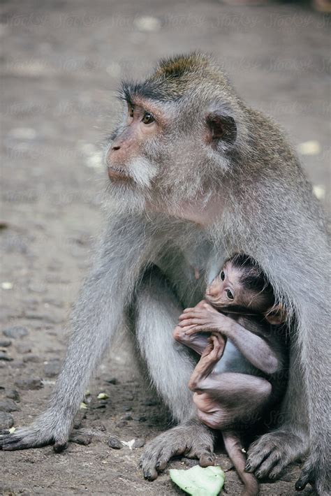 "Monkey Nursing Her Baby" by Stocksy Contributor "Alejandro Moreno De Carlos" - Stocksy