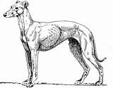 Italian Greyhound Coloring Page Free Printable Sketch sketch template