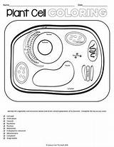 Plant Cell Color Worksheets sketch template