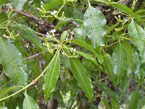 Rauwolfia nitida (Apocynaceae) image 1970 at PlantSystematics.org