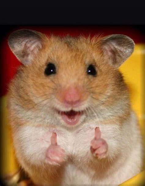 and also here's a thumbs up for the 98 followers . | Memes de animales tiernos, Fotos de ...