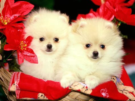 cute christmas puppies | Awesome Wallpapers