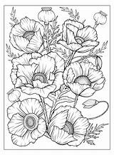 Adult Coloring Pages Poppies sketch template