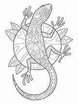 Cute Geko  Free Coloring Pages sketch template
