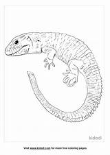 Caiman Coloring Pages Alligator Coloringpages101 Cuvier Designlooter  sketch template